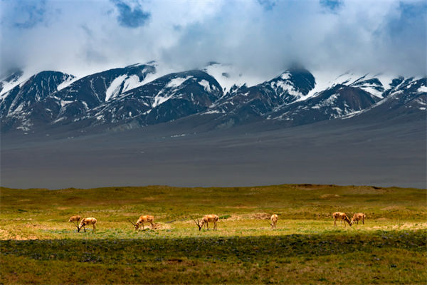 數(shù)字化分析：可可西里無(wú)人區(qū)來(lái)了一只機(jī)器藏羚羊