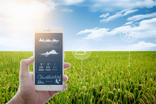 溫州種出2.1米高巨型水稻，精益生產(chǎn)怎么看？