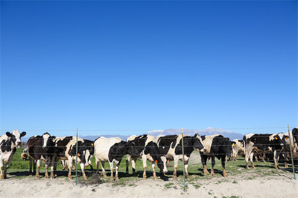 常溫純牛奶中禁止添加復原乳，集成供應鏈怎么看？